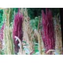 Laskavec ocasat&yacute; Fuchsschwanz