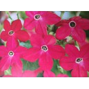 Tab&aacute;k sandeřin, Sanderův Rot