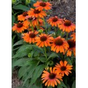 Třapatka nachov&aacute; hybrida Soft Orange F1