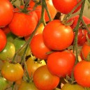 Rajče tyčkov&eacute; koktejlov&eacute; Aprikola