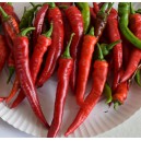 Paprika ročn&iacute; zeleninov&aacute; hybridn&iacute; p&aacute;liv&aacute; Sahem F1