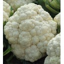 Květ&aacute;k hybridn&iacute; Claforsa F1