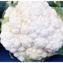 Květ&aacute;k hybridn&iacute; Andromeda F1