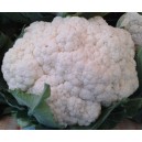 Květ&aacute;k hybridn&iacute; Almagro F1