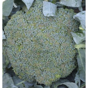 Brokolice hybridn&iacute; Mclaren