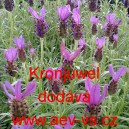 Levandule hl&aacute;vkovit&aacute; francouzsk&aacute; Kronjuwel