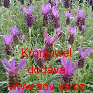 Levandule hl&aacute;vkovit&aacute; francouzsk&aacute; Kronjuwel