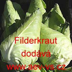 Zel&iacute; hl&aacute;vkov&eacute; b&iacute;l&eacute; &scaron;pičat&eacute; Filderkraut