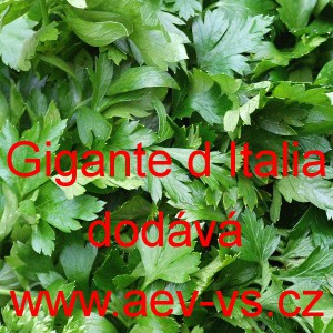 Petržel zahradn&iacute;, naťov&aacute; hladkolist&aacute; Gigante d Italia