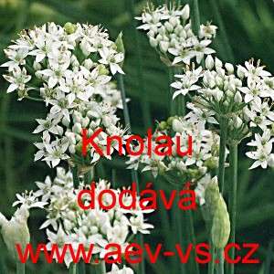 Pažitka č&iacute;nsk&aacute;, česnekov&aacute; Knolau