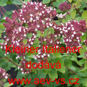 Dobromysl obecn&aacute;, Oregano Kleiner Italiener
