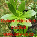 Mařinka vonn&aacute; 