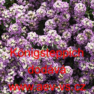 Tařicovka př&iacute;mořsk&aacute;, laločnice K&ouml;nigsteppich