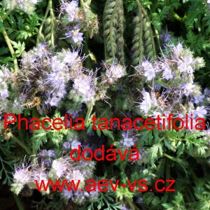 Svazenka vratičolist&aacute; Natra