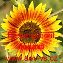 Slunečnice ročn&iacute; Farbenpracht