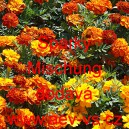 Aksamitn&iacute;k rozkladit&yacute; Sparky Mischung