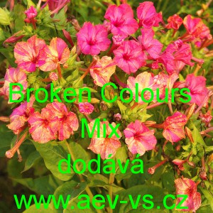 Nocenka jalapovit&aacute;, jalapensk&aacute;, zahradn&iacute; Broken Colours Mix
