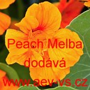 Lichořeři&scaron;nice men&scaron;&iacute;, peru&aacute;nsk&aacute; Peach Melba