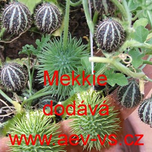 Okurka okrasn&aacute;, meloun ježat&yacute;, angurie Mekkie Mix