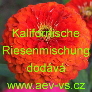 Ost&aacute;lka sličn&aacute;, lep&aacute; Kalifornische Riesenmischung