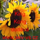 Slunečnice ročn&iacute; King Kong