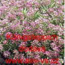 Tařice př&iacute;mořsk&aacute;, laločnice K&ouml;nigsteppich