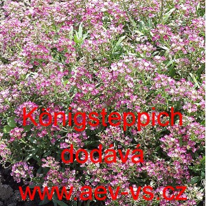 Tařice př&iacute;mořsk&aacute;, laločnice K&ouml;nigsteppich