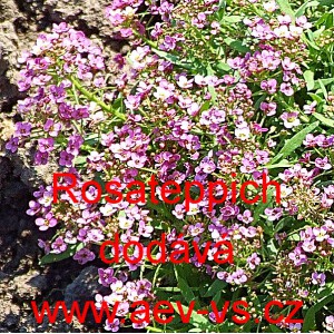 Tařice př&iacute;mořsk&aacute;, tařicovka, laločnice Rosateppich