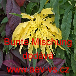 Laskavec trojbarv&yacute; Bunte Mischung