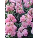 Hled&iacute;k vět&scaron;&iacute; Twinny Rose F1