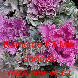 Okrasn&aacute; kapusta, brukev zeln&aacute; Kamome F1 Mix 