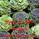 Okrasn&eacute; zel&iacute;, brukev zeln&aacute; Kyoto F1 Curled Leaf Mix