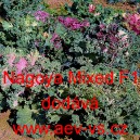 Okrasn&yacute; kadeř&aacute;vek, brukev zeln&aacute; Nagoya Mixed F1