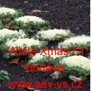 Okrasn&eacute; zel&iacute;, brukev zeln&aacute; White Xmas F1