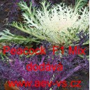 Okrasn&eacute; zel&iacute;, brukev zeln&aacute; Peacock F1 Mix