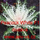 Okrasn&eacute; zel&iacute;, brukev zeln&aacute; Peacock White F1