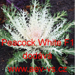 Okrasn&eacute; zel&iacute;, brukev zeln&aacute; Peacock F1 White 