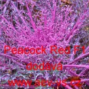 Okrasn&eacute; zel&iacute;, brukev zeln&aacute; Peacock Red F1
