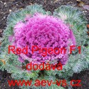 Okrasn&eacute; zel&iacute;, brukev zeln&aacute; Red Pigeon F1