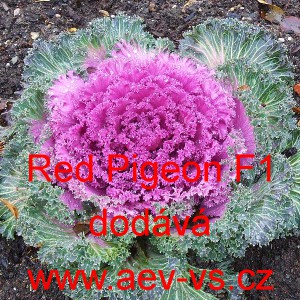 Okrasn&eacute; zel&iacute;, brukev zeln&aacute; Pigeon F1 Red