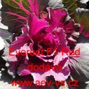 Okrasn&eacute; zel&iacute;, brukev zeln&aacute; Everest Red F1