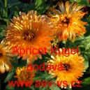 Měs&iacute;ček l&eacute;kařsk&yacute; Apricot Kugel