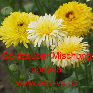 Měs&iacute;ček l&eacute;kařsk&yacute; Goldzauber Mischung