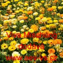 Měs&iacute;ček l&eacute;kařsk&yacute; Viva Mischung