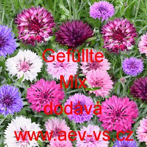 Chrpa modr&aacute;, poln&iacute; Gef&uuml;llte Mix