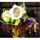 Vilec &scaron;plhav&yacute;, kobea Glockenklang Mischung