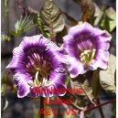 Vilec &scaron;plhav&yacute;, kobea Glockenrebe