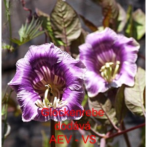 Vilec &scaron;plhav&yacute;, kobea Glockenrebe