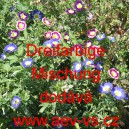 Svlačec trojbarevn&yacute; Dreifarbige Mischung