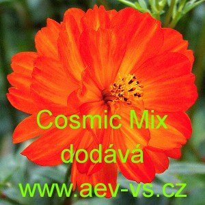Kr&aacute;senka žlut&aacute;, s&iacute;rožlut&aacute; Cosmic Mix